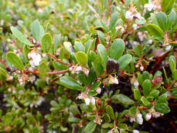 Image de Arctostaphylos pumila Nutt.