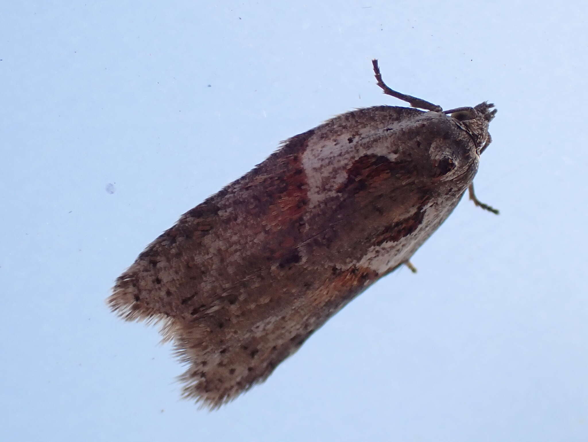 Image of Acleris maculidorsana Clemens 1864