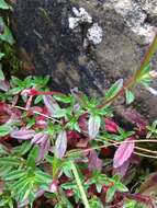 Image de Epilobium hohuanense S. S. Ying