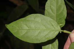 Imagem de Pleuropetalum sprucei (Hook. fil.) Standl.