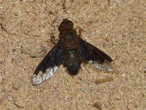 Image of Hemipenthes webberi (Johnson 1919)