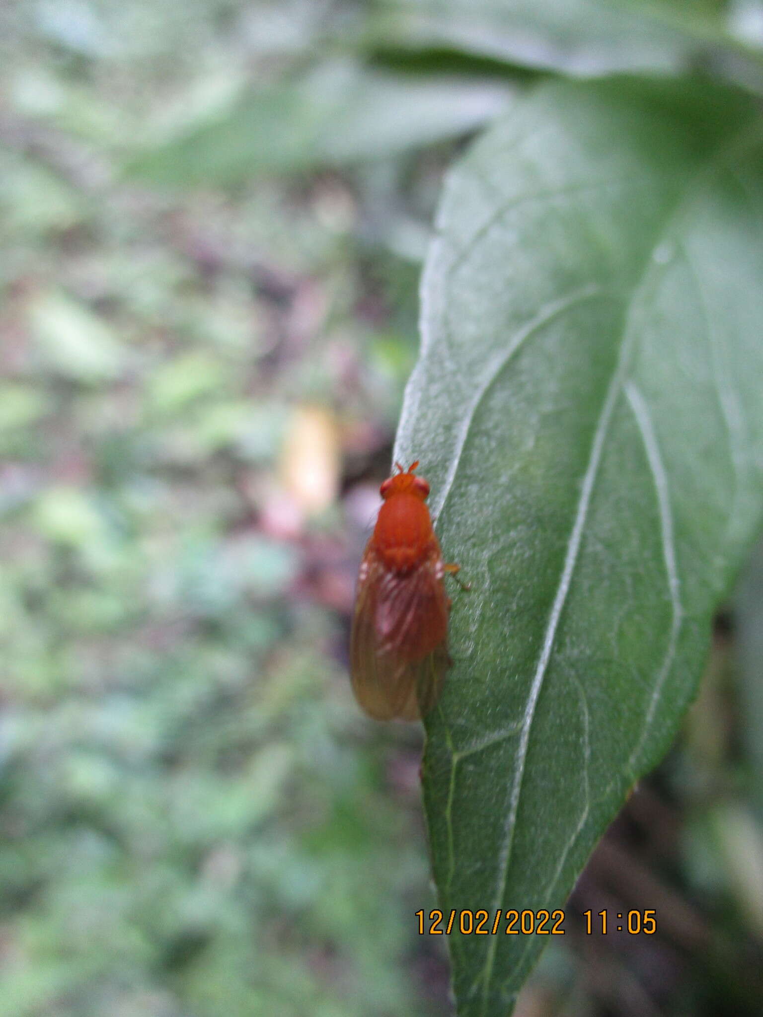 Image of Melinomyia flava Kertesz 1915