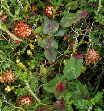 Image of Trifolium physodes M. Bieb.