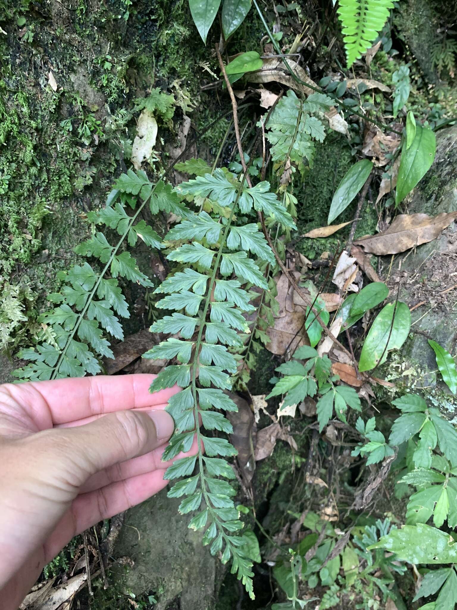 Image of Asplenium cuneatiforme Christ