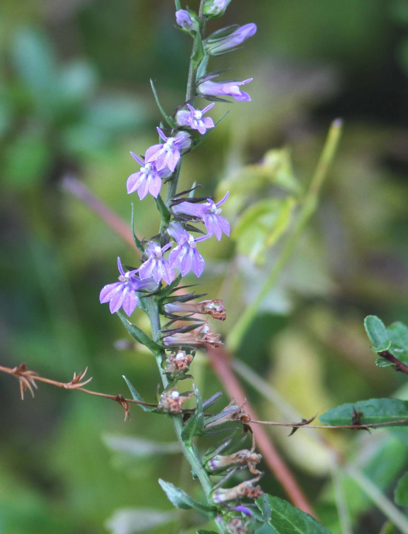 Image of downy lobelia