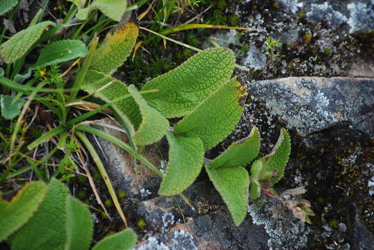 Image of Lepechinia meyenii (Walp.) Epling