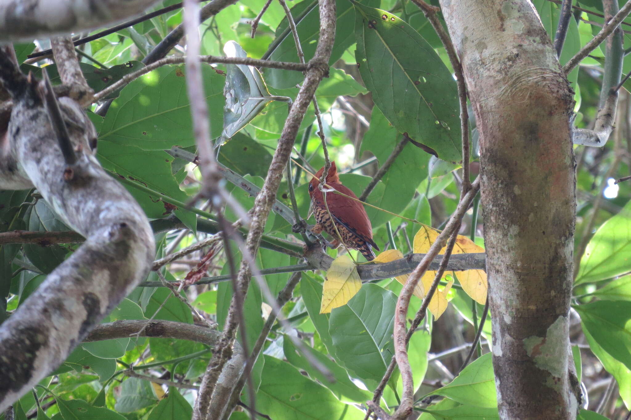 Image of Cinnamon Woodpecker