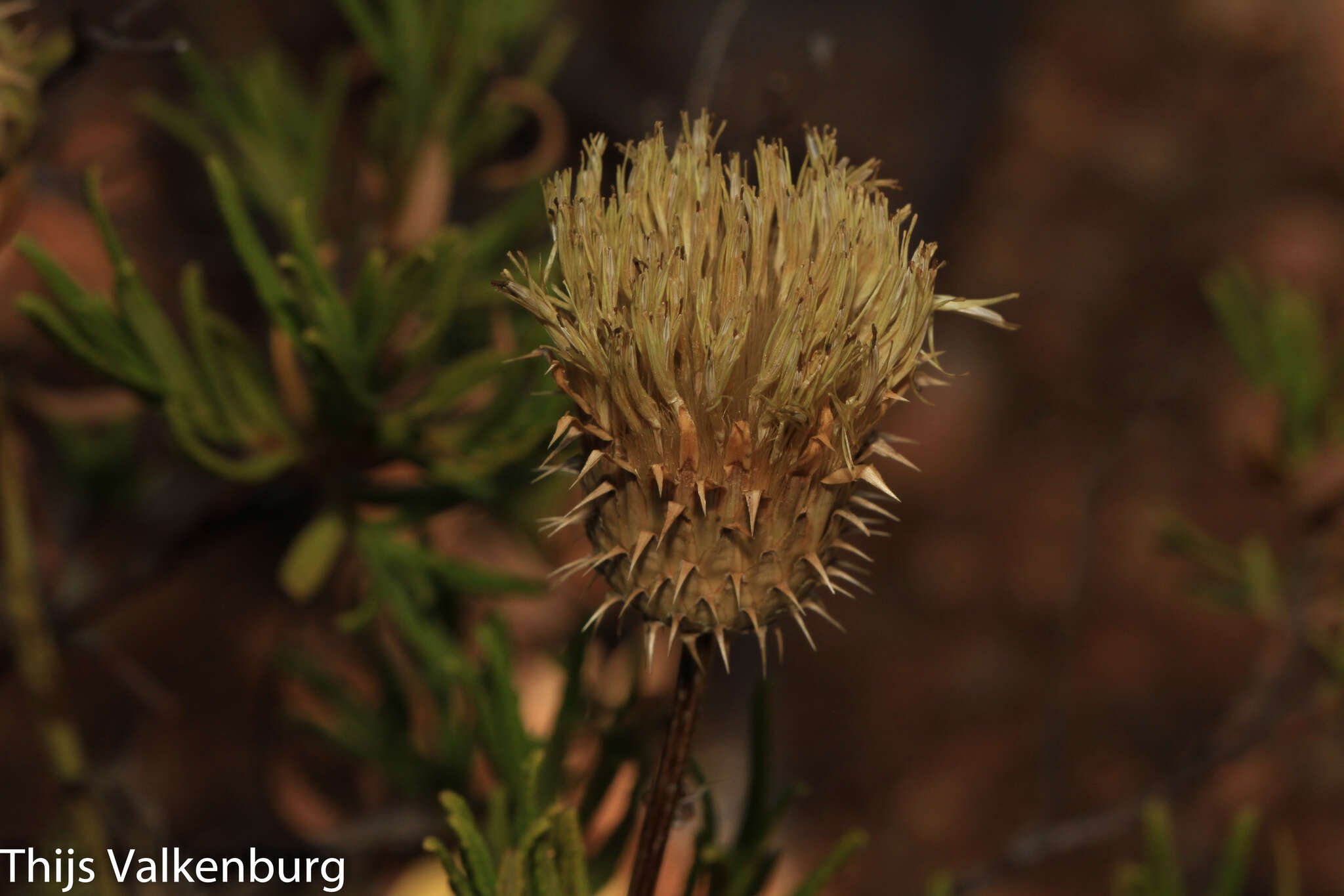 Image of Klasea flavescens (L.) J. Holub