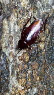Image of Smokeybrown cockroad