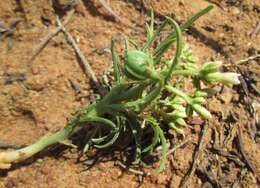 Imagem de Jatropha erythropoda Pax & K. Hoffm.