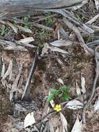 Image of Goodenia hederacea subsp. hederacea