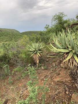 Image of Aloe castanea Schönland