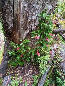 Imagem de Asteranthera ovata (Cav.) Hanst.