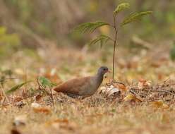 Image of Small-billed Tinamou