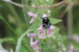 Image of Alloscirtetica gayi (Spinola 1851)