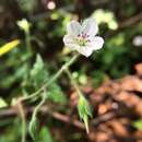 Image of Geranium wilfordii Maxim.