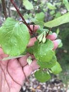 Image of Texas snowbells