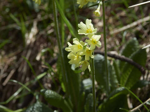 Image of oxlip