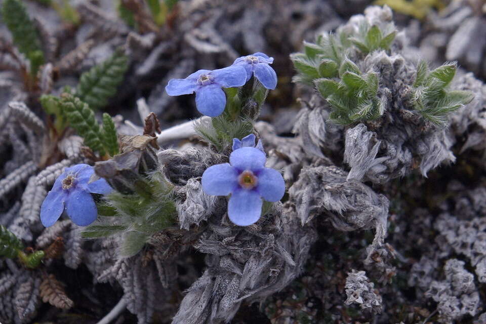 صورة Eritrichium nanum var. aretioides (Cham.) Herder