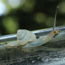 Слика од Satsuma polymorpha Wu, Hwang & Lin 2008