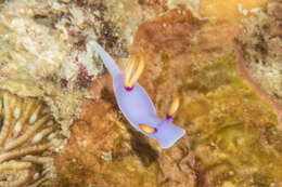 Image of Hypselodoris melanesica Gosliner & R. F. Johnson 2018