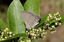 Imagem de Anthene lycaenoides (Felder 1860)