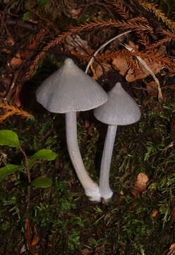 Image of Entoloma canoconicum E. Horak 1976