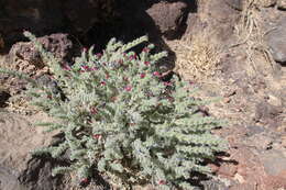 Image of Echium rauwolfii Del.