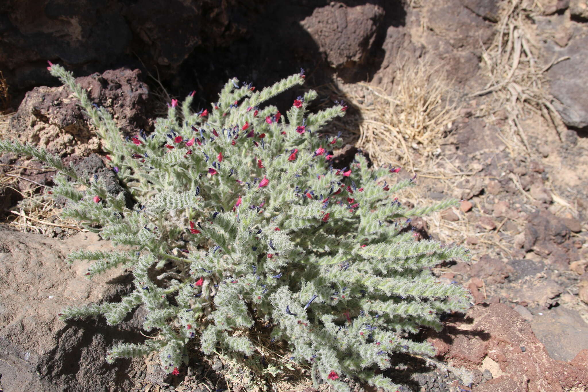 Image of Echium rauwolfii Del.