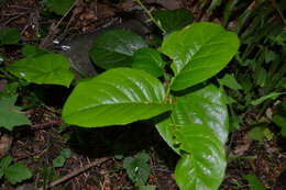 Image of salal