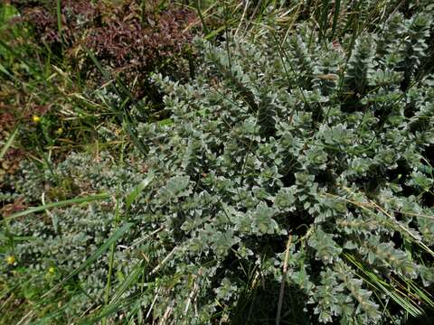 Image of Pimelea barbata C. J. Burrows