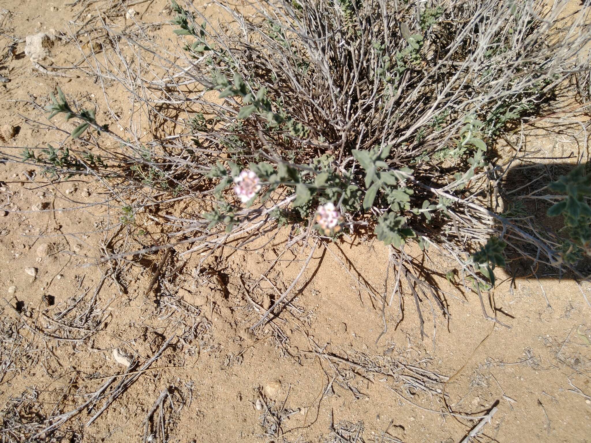 Image de Lippia fastigiata Brandegee