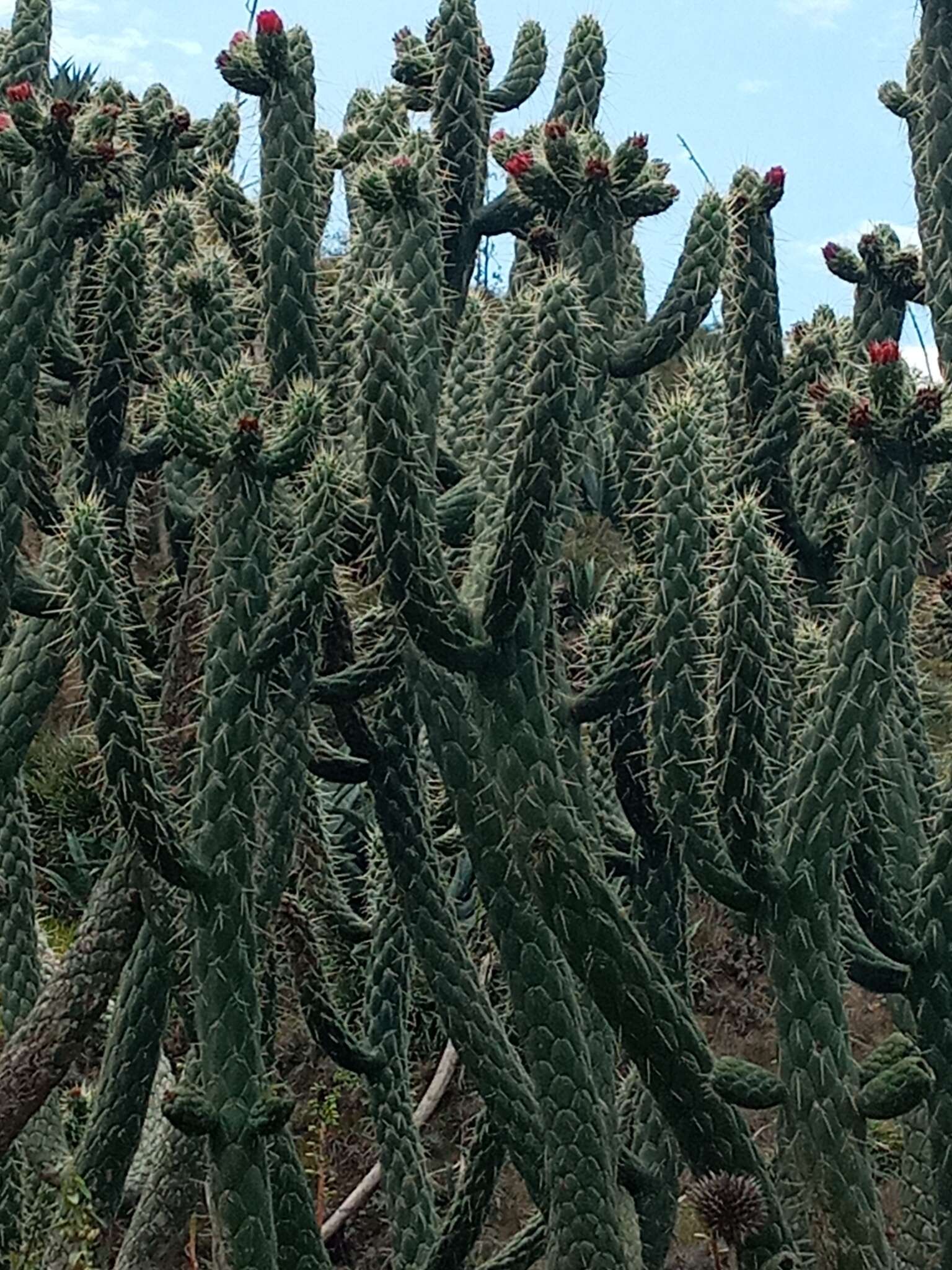 Image of cane cactus