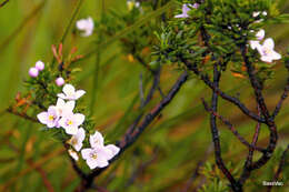 Image of Boronia citriodora Gunn ex Hook. fil.