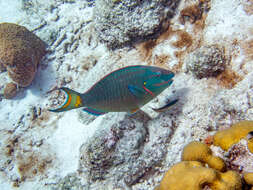 Image of Painted wrasse