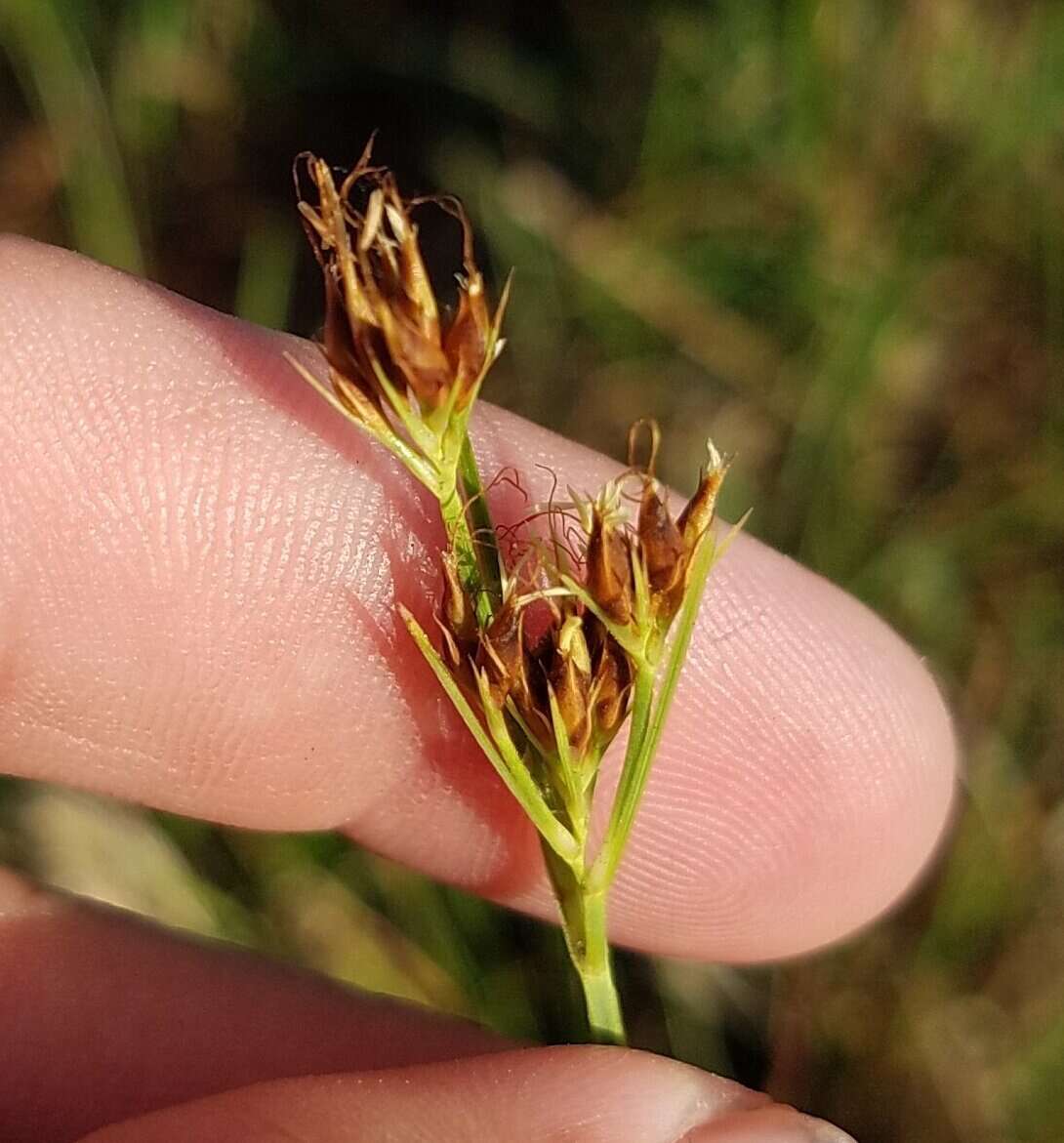 Image of Baldwin's Beak Sedge