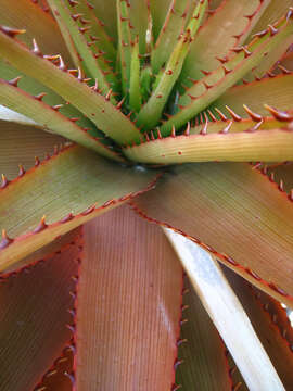 Image of Aloe lineata var. muirii (Marloth) Reynolds