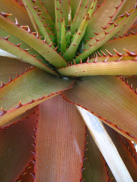 Imagem de Aloe lineata var. muirii (Marloth) Reynolds