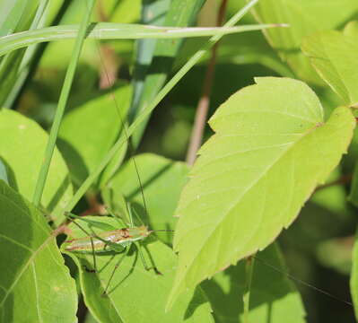 Image of striped bush-cricket