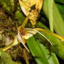 Image of Maxillaria bradei Schltr. ex Hoehne