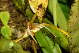 Image of Maxillaria bradei Schltr. ex Hoehne