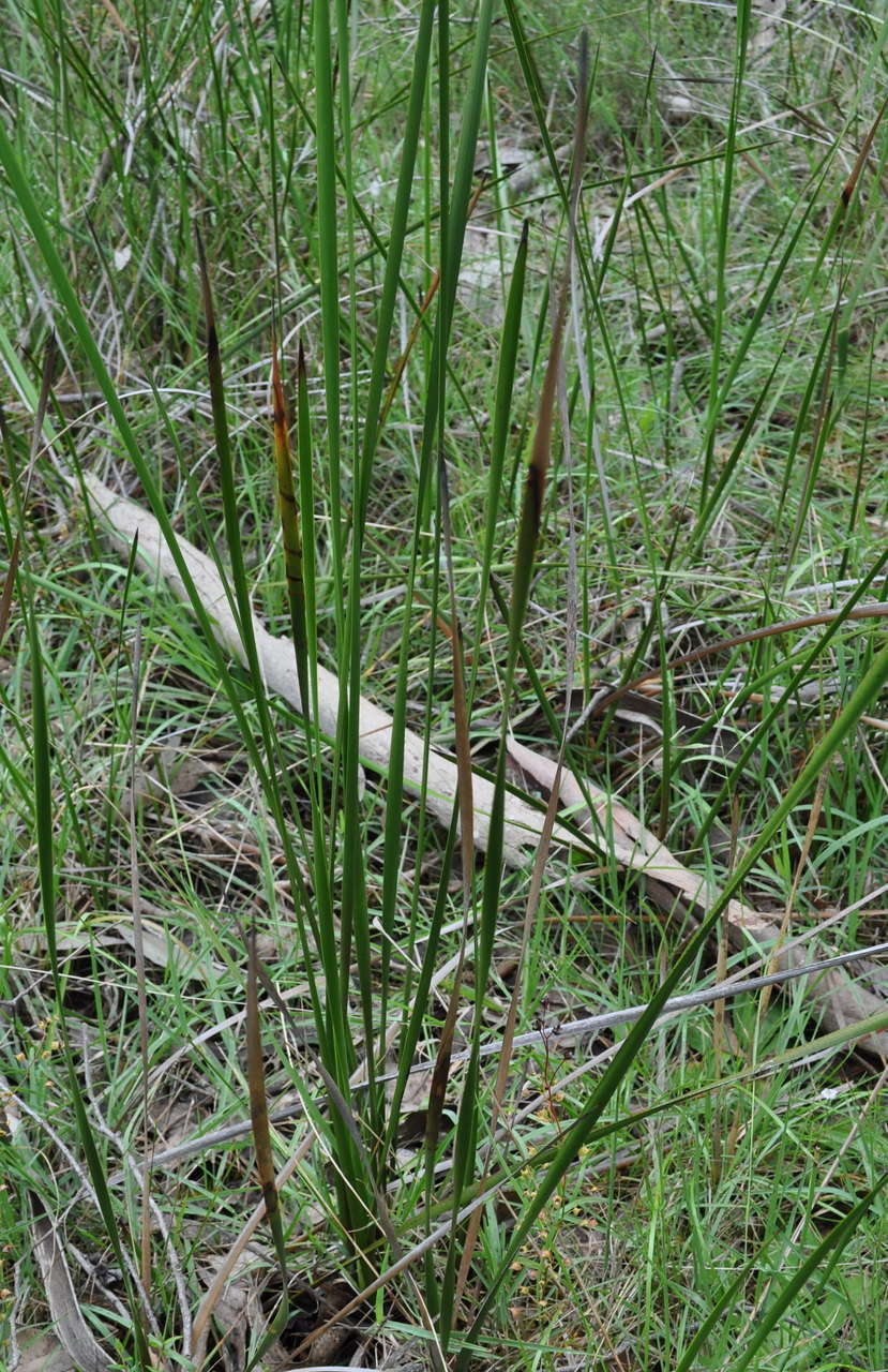 Image of Lepidosperma longitudinale Labill.