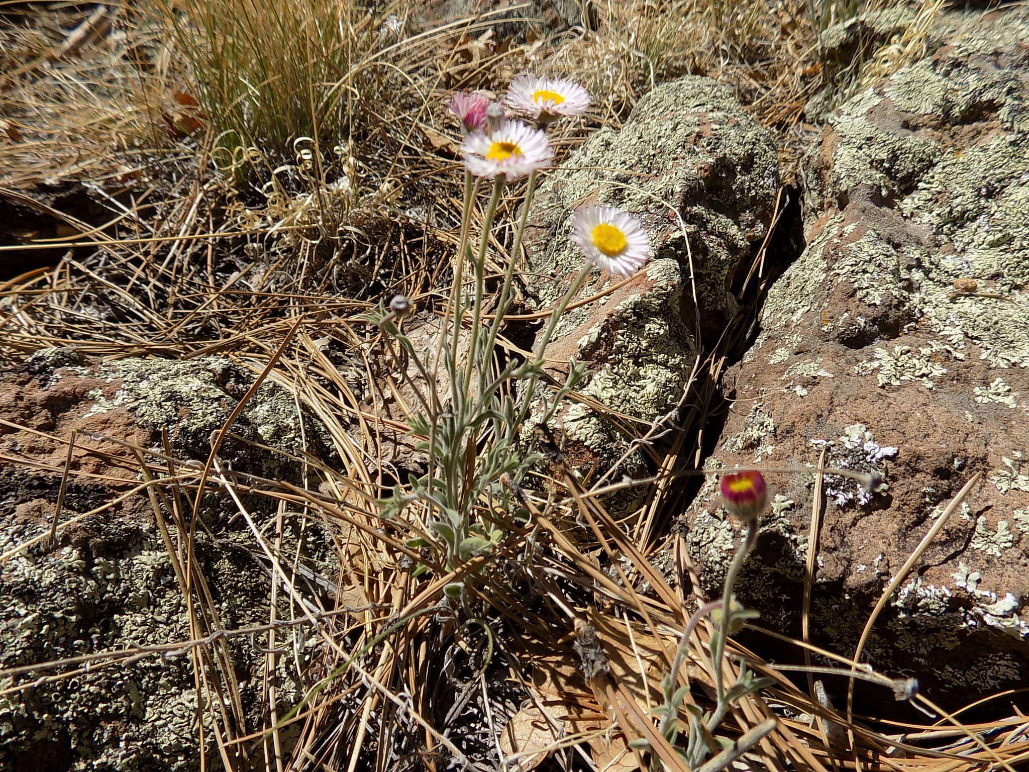 Erigeron tracyi Greene resmi