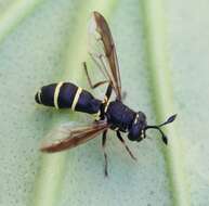 Image of Ceriana conopsoides (Linnaeus 1758)