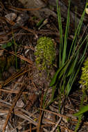 Image of Malaxis elliptica A. Rich. & Galeotti