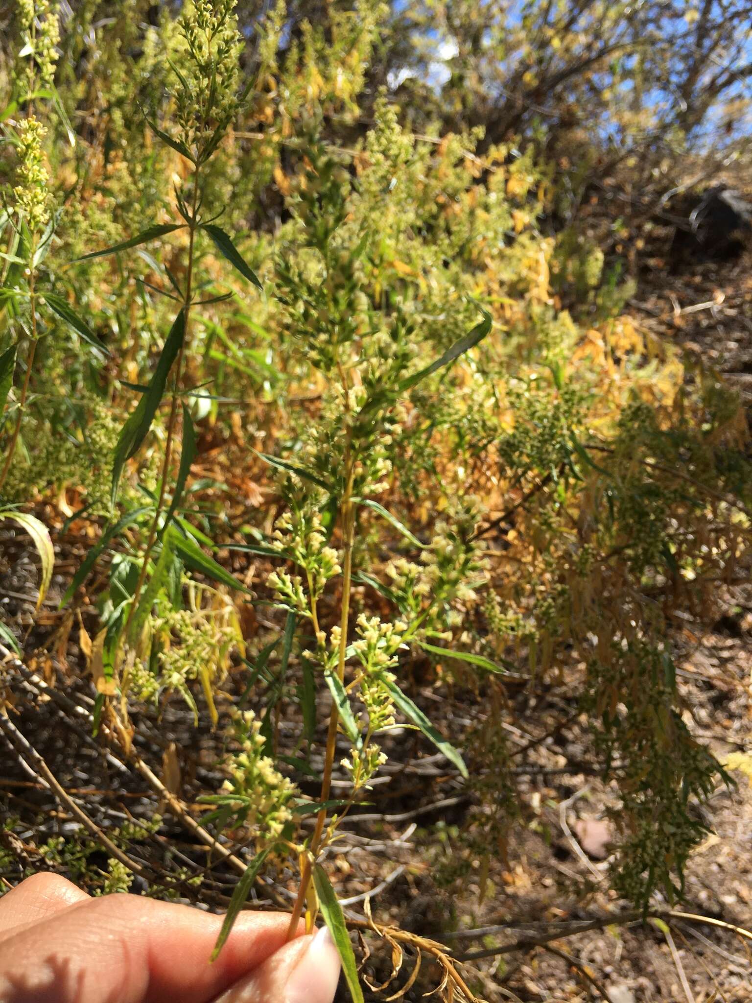 Image of Ophryosporus peruvianus (Gmel.) R. King & H. Rob.