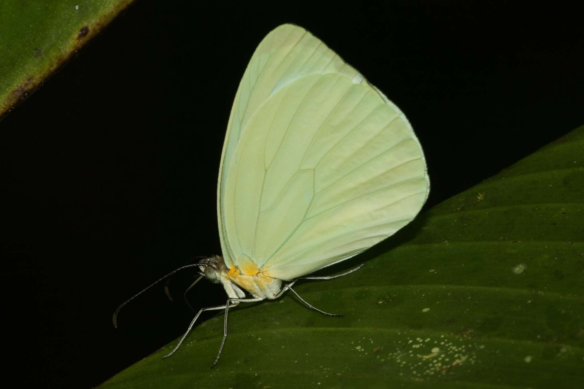 Image of Pseudopieris