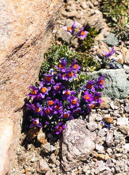 Image of Linaria alpina subsp. alpina