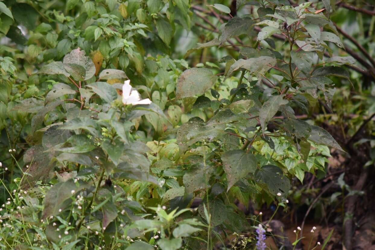 Image of Hibiscus moscheutos subsp. moscheutos