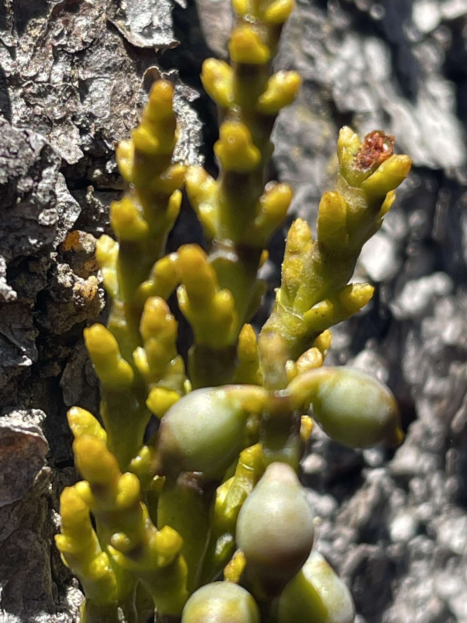 Image of coastal dwarf mistletoe